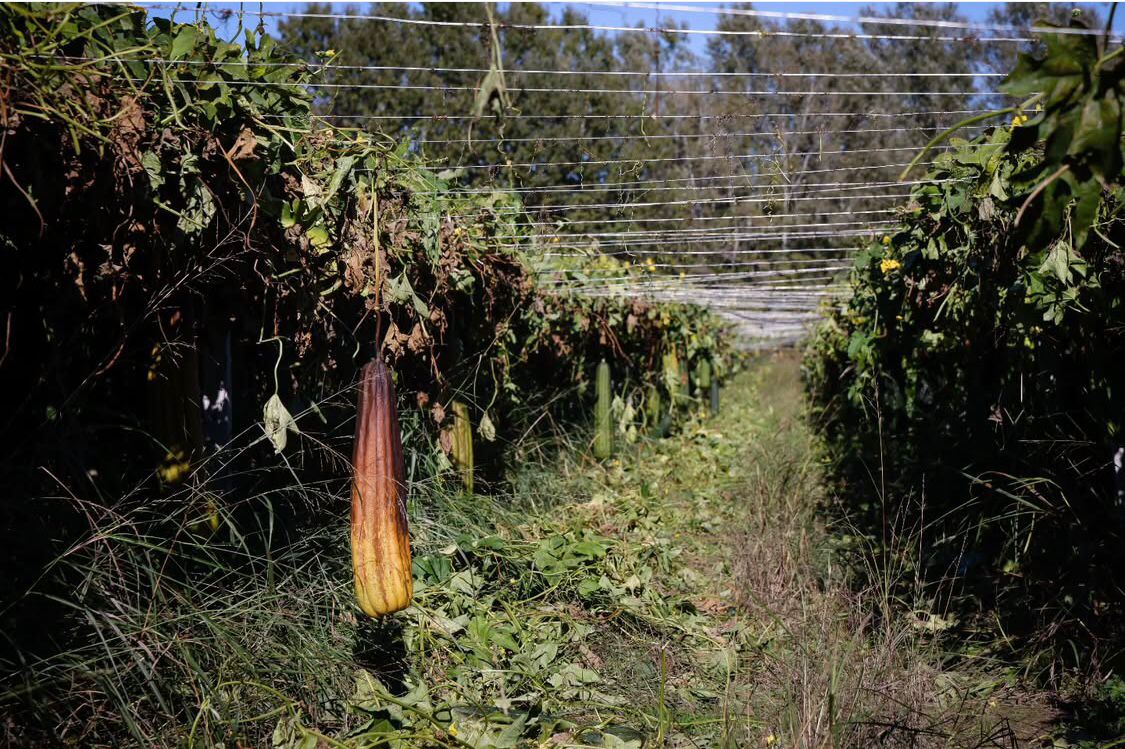 🧽Rinora-Building Europe’s first closed-cycle loofah sponge farm for eco-friendly global products.🌿